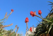 Korzika – biser Sredozemskega morja