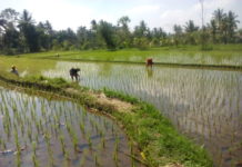 Barvita Indonezija