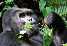 Uganda – po sledeh gorskih goril