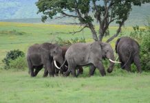Safari v Tanzaniji