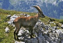 Iskalnik top destinacij za aktivni oddih v Nemčiji