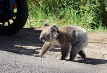 Avstralija – Land “Down Under” – dežela kontrastov in vzhajajočega sonca
