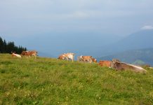 Golte – na planincah luštno je