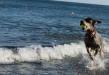 Plaže za pse v Sloveniji