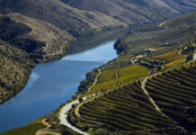 10 najlepših vinskih regij