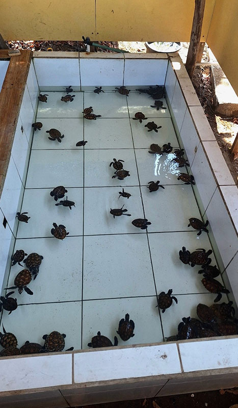 Indonezija potopis